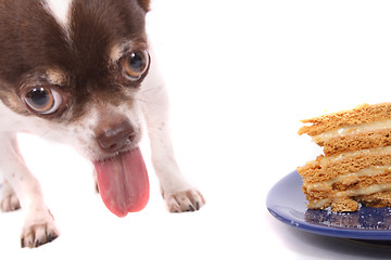 Image showing dog is eating fresh cake