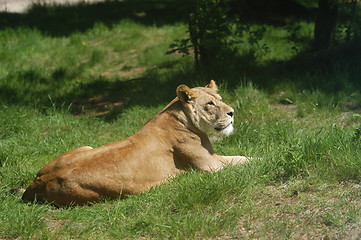 Image showing Female Lion