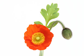 Image showing red poppy