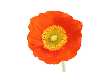 Image showing red poppy