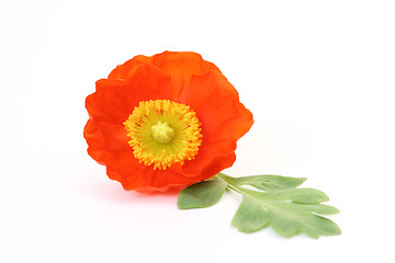 Image showing red poppy