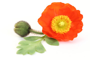 Image showing red poppy