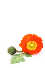 Image showing red poppy