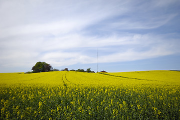 Image showing Rape field