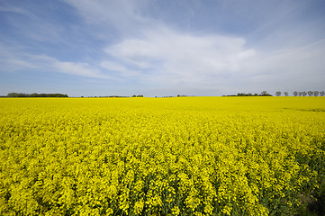 Image showing Landscape with rape field