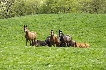 Image showing Horses