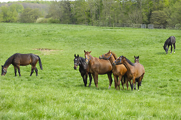 Image showing Horses on green field