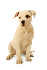 Image showing White puppy