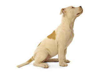 Image showing Puppy