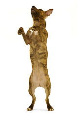 Image showing Standing dog