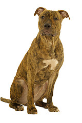 Image showing Staffordshire terrier dog