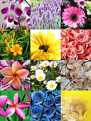 Image showing Flower collage