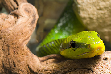 Image showing Red Tailed Racer