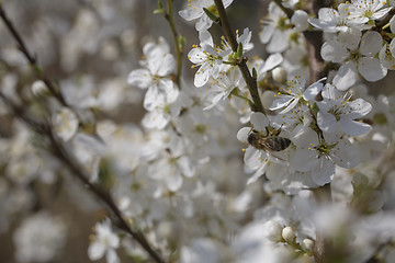 Image showing sakura