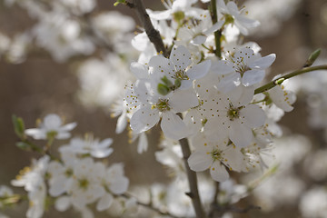 Image showing sakura