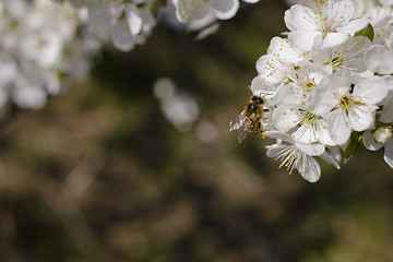 Image showing sakura