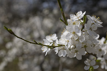 Image showing sakura