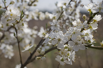 Image showing sakura