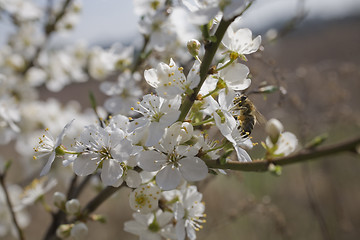 Image showing sakura