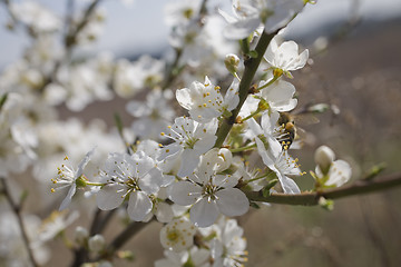 Image showing sakura