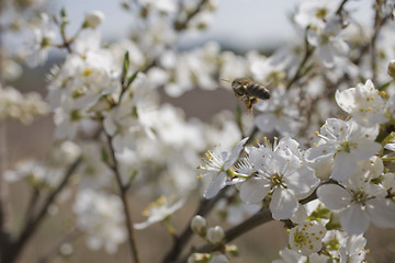 Image showing sakura