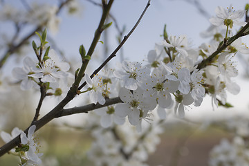 Image showing sakura