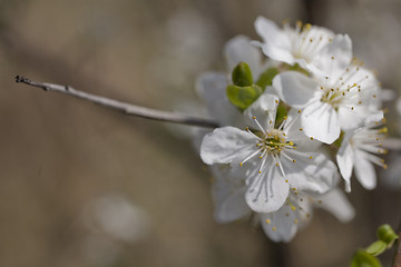 Image showing sakura