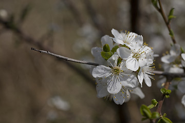 Image showing sakura