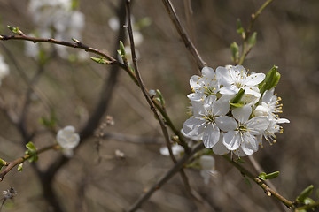 Image showing sakura