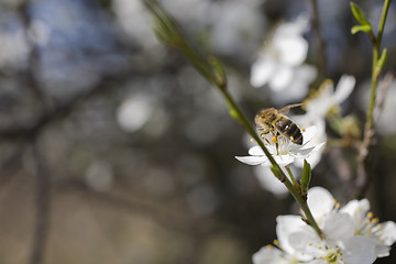 Image showing sakura