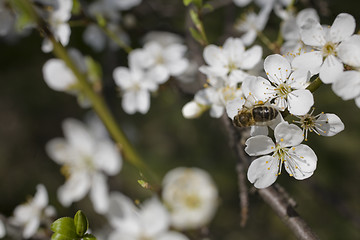 Image showing sakura