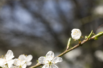 Image showing sakura