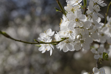 Image showing sakura