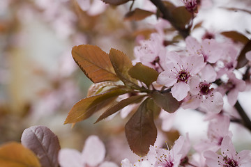 Image showing sakura