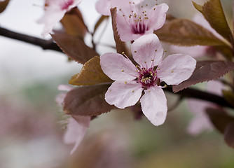 Image showing sakura