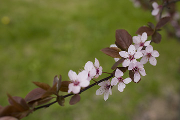 Image showing sakura