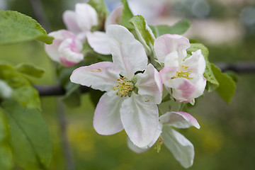 Image showing sakura