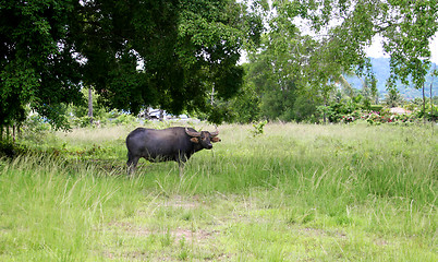 Image showing Ox