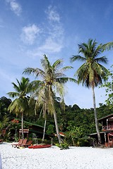 Image showing Coconut Tree at Beach