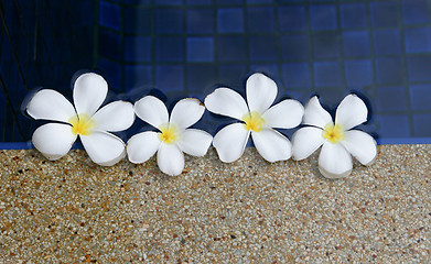 Image showing Frangipani