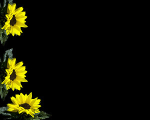 Image showing Yellow flowers