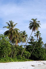 Image showing Coconut Tree at Beach