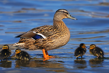 Image showing Mallard duck with ducklings