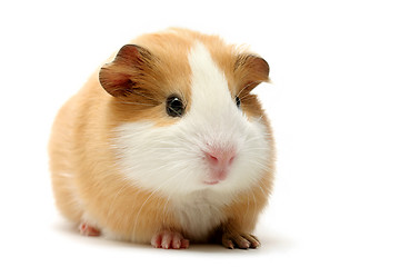 Image showing guinea pig over white