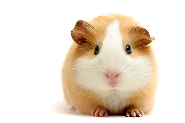 Image showing guinea pig over white