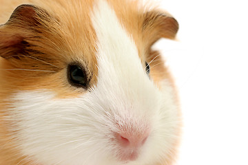 Image showing guinea pig closeup over white