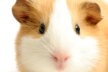 Image showing guinea pig closeup over white