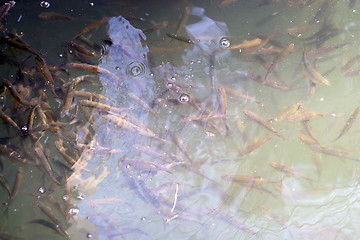 Image showing Tons of Fish