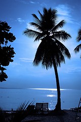 Image showing Coconut Tree Silhouette