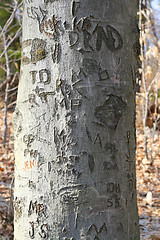 Image showing tree carvings 